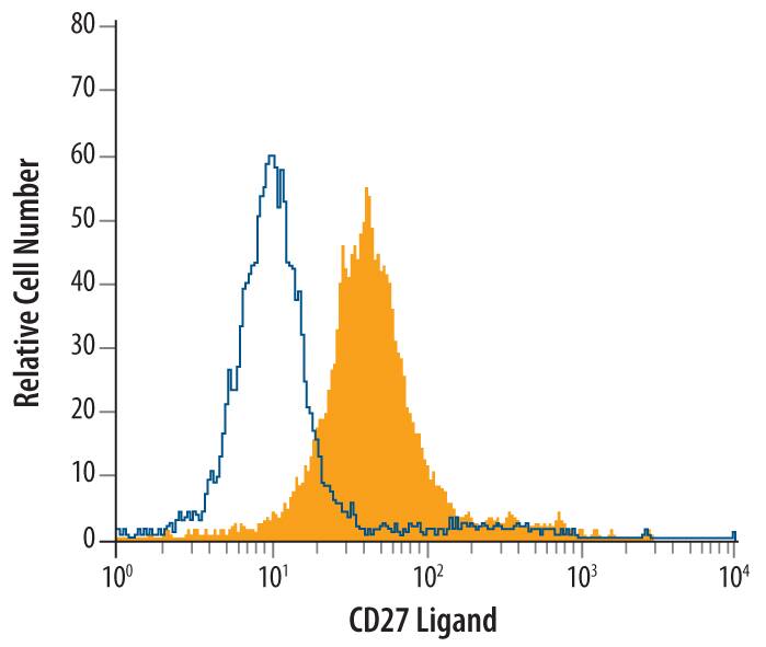 Raji human Burkitt's lymphoma cell line was stained with Human CD27 Ligand/TNFSF7 Antigen Affinity-purified Polyclonal Antibody (Catalog # AF2738, filled histogram) or control antibody (Catalog # AB-108-C, open histogram), followed by Phycoerythrin-conjugated Anti-Goat IgG Secondary Antibody (Catalog # F0107).