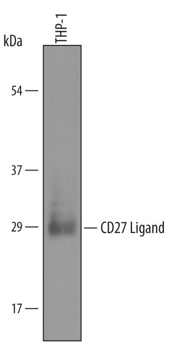 Western blot shows lysates of THP-1 human acute monocytic leukemia cell line. PVDF membrane was probed with 1 µg/mL of Human CD27 Ligand/TNFSF7 Antigen Affinity-purified Polyclonal Antibody (Catalog # AF2738) followed by HRP-conjugated Anti-Goat IgG Secondary Antibody (Catalog # HAF019). A specific band was detected for CD27 Ligand/TNFSF7 at approximately 30 kDa (as indicated). This experiment was conducted under reducing conditions and using Immunoblot Buffer Group 8.