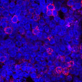 CD27/TNFRSF7 was detected in immersion fixed mouse splenocytes using Rat Anti-Mouse CD27/TNFRSF7 Monoclonal Antibody (Catalog # MAB5741) at 8 µg/mL for 3 hours at room temperature. Cells were stained using the NorthernLights™ 557-conjugated Anti-Rat IgG Secondary Antibody (red; Catalog # NL013) and counterstained with DAPI (blue). Specific staining was localized to plasma membrane. View our protocol for Fluorescent ICC Staining of Non-adherent Cells.