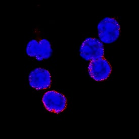 CD27/TNFRSF7 was detected in immersion fixed mouse splenocytes using Rat Anti-Mouse CD27/TNFRSF7 Monoclonal Antibody (Catalog # MAB574) at 8 µg/mL for 3 hours at room temperature. Cells were stained using the NorthernLights™ 557-conjugated Anti-Rat IgG Secondary Antibody (red; Catalog # NL013) and counterstained with DAPI (blue). Specific staining was localized to plasma membrane. View our protocol for Fluorescent ICC Staining of Non-adherent Cells.