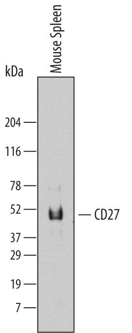 Western blot shows lysates of mouse spleen tissue. PVDF Membrane was probed with 2 µg/mL of Mouse CD27/TNFRSF7 Monoclonal Antibody (Catalog # MAB574) followed by HRP-conjugated Anti-Rat IgG Secondary Antibody (Catalog # HAF005). A specific band was detected for CD27/TNFRSF7 at approximately 45 kDa (as indicated). This experiment was conducted under reducing conditions and using Immunoblot Buffer Group 7.