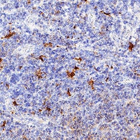 Immunohistochemistry CD28 Antibody [Unconjugated]