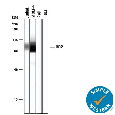 Simple Western lane view shows lysates of Jurkat human acute T cell leukemia cell line, MOLT-4 human acute lymphoblastic leukemia cell line, Raji human Burkitt's lymphoma cell line (negative control), and HeLa human cervical epithelial carcinoma cell line (negative control), loaded at 0.2 mg/mL. A specific band was detected for CD2 at approximately 77-87 kDa (as indicated) using 10 µg/mL of Goat Anti-Human CD2 Antigen Affinity-purified Polyclonal Antibody (Catalog # AF1856) followed by 1:50 dilution of HRP-conjugated Anti-Goat IgG Secondary Antibody (Catalog # HAF109). This experiment was conducted under reducing conditions and using the 12-230 kDa separation system.
