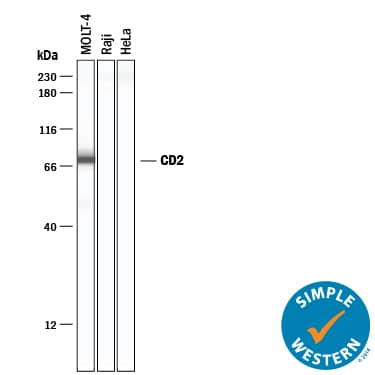 Simple Western lane view shows lysates of MOLT‑4 human acute lymphoblastic leukemia cell line, Raji human Burkitt's lymphoma cell line (negative control), and HeLa human cervical epithelial carcinoma cell line (negative control), loaded at 0.2 mg/mL. A specific band was detected for CD2 at approximately 74 kDa (as indicated) using 50 µg/mL of Mouse Anti-Human CD2 Monoclonal Antibody (Catalog # MAB1856) . This experiment was conducted under reducing conditions and using the 12-230 kDa separation system.