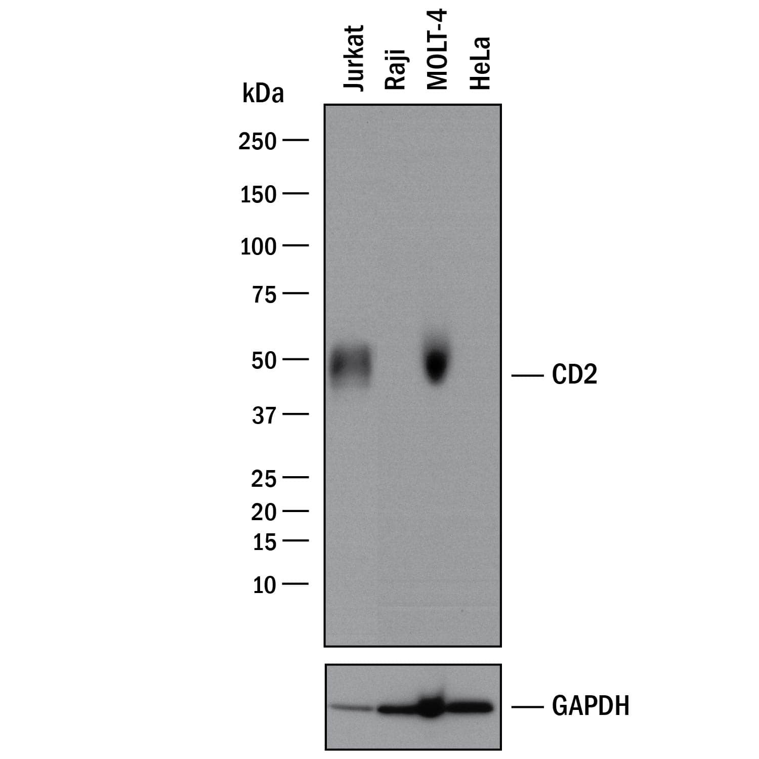 Western blot shows lysates of Jurkat human acute T cell leukemia cell line, Raji human Burkitt's lymphoma cell line (negative control), MOLT-4 human acute lymphoblastic leukemia cell line, and HeLa human cervical epithelial carcinoma cell line (negative control). PVDF membrane was probed with 2 µg/mL of Mouse Anti-Human CD2 Monoclonal Antibody (Catalog # MAB1856) followed by HRP-conjugated Anti-Mouse IgG Secondary Antibody (Catalog # HAF018). A specific band was detected for CD2 at approximately 48 kDa (as indicated). GAPDH (Catalog # AF5718) is shown as a loading control.This experiment was conducted under reducing conditions and using Immunoblot Buffer Group 1.