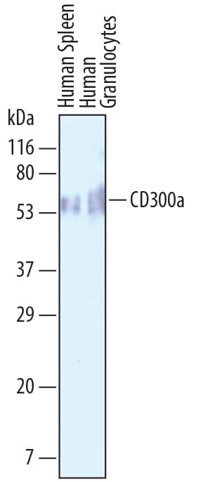 Western Blot CD300a/LMIR1 Antibody [Unconjugated]