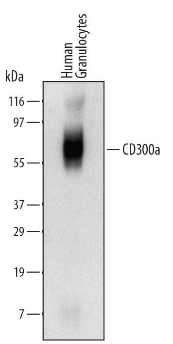 Western Blot CD300a/LMIR1 Antibody (232612) [Unconjugated]