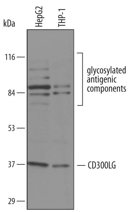 Western blot shows lysates of HepG2 human hepatocellular carcinoma cell line and THP-1 human acute monocytic leukemia cell line. PVDF membrane was probed with 1 µg/mL of Sheep Anti-Human CD300g/Nepmucin Antigen Affinity-purified Polyclonal Antibody (Catalog # AF5328) followed by HRP-conjugated Anti-Sheep IgG Secondary Antibody (Catalog # HAF016). Specific bands were detected for CD300g/Nepmucin at approximately 75-95 kDa and 37 kDa (as indicated). This experiment was conducted under reducing conditions and using Immunoblot Buffer Group 8.