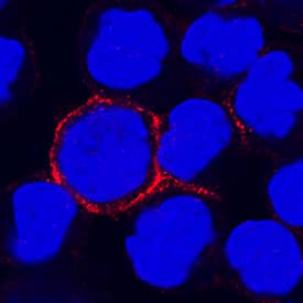 Immunocytochemistry CD300f/LMIR3/CD300LF Antibody (234903) [Unconjugated]