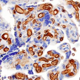 Immunohistochemistry CD30 Ligand/TNFSF8 Antibody [Unconjugated]