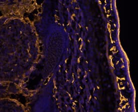 CD31/PECAM-1 was detected in immersion fixed frozen sections of mouse embryo (E13.5) using Goat Anti-Human/Mouse/Rat CD31/PECAM-1 Antigen Affinity-purified Polyclonal Antibody (Catalog # AF3628) at 10 µg/mL overnight at 4 °C. Tissue was stained using the NorthernLights™ 557-conjugated Anti-Goat IgG Secondary Antibody (yellow; NL001) and counterstained with DAPI (blue). Specific staining was localized to developing endothelium. View our protocol for Fluorescent IHC Staining of Frozen Tissue Sections.