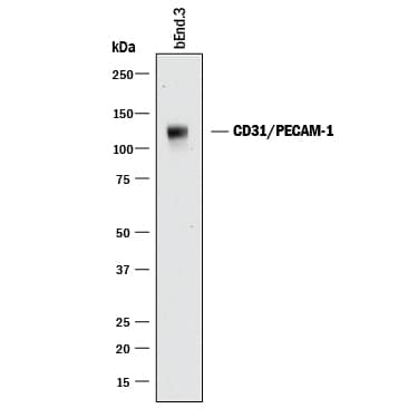 Western blot shows lysates of bEnd.3 mouse endothelioma cell line. PVDF membrane was probed with 0.5 µg/mL of Goat Anti-Human/Mouse/Rat CD31/PECAM-1 Antigen Affinity-purified Polyclonal Antibody (Catalog # AF3628) followed by HRP-conjugated Anti-Goat IgG Secondary Antibody (HAF017). A specific band was detected for CD31/PECAM-1 at approximately 130 kDa (as indicated). This experiment was conducted under reducing conditions and using Immunoblot Buffer Group 1.