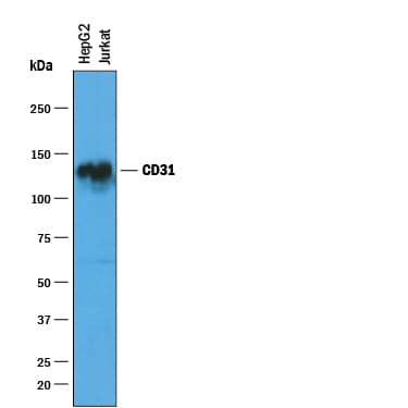 Western blot shows lysates of HepG2 human hepatocellular carcinoma cell line. PVDF membrane was probed with 1 µg/mL of Sheep Anti-Human CD31/PECAM-1 Antigen Affinity-purified Polyclonal Antibody (Catalog # AF806) followed by HRP-conjugated Anti-Sheep IgG Secondary Antibody (HAF016). A specific band was detected for CD31/PECAM-1 at approximately 130 kDa (as indicated). This experiment was conducted under reducing conditions and using Immunoblot Buffer Group 1.