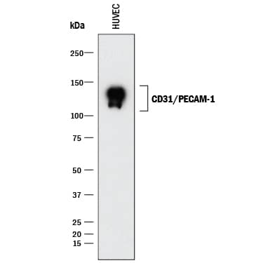 Western blot shows lysates of HUVEC human umbilical vein endothelial cells. PVDF membrane was probed with 1 µg/mL of Mouse Anti-Human CD31/PECAM-1 Monoclonal Antibody (Catalog # BBA7) followed by HRP-conjugated Anti-Mouse IgG Secondary Antibody (HAF018). A specific band was detected for CD31/PECAM-1 at approximately 130 kDa (as indicated). This experiment was conducted under reducing conditions and using Immunoblot Buffer Group 1.