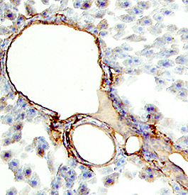 Immunohistochemistry CD34 Antibody [Unconjugated]