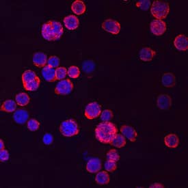 CD34 was detected in immersion fixed KG-1 human acute myelogenous leukemia cell line using Mouse Anti-Human CD34 Monoclonal Antibody (Catalog # MAB72271) at 10 µg/mL for 3 hours at room temperature. Cells were stained using the NorthernLights™ 557-conjugated Anti-Mouse IgG Secondary Antibody (red; Catalog # NL007) and counterstained with DAPI (blue). Specific staining was localized to cell surfaces and cytoplasm. View our protocol for Fluorescent ICC Staining of Non-adherent Cells.
