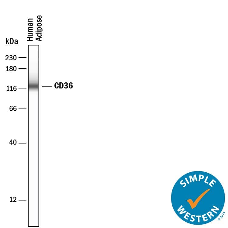Simple Western lane view shows lysates of human adipose tissue, loaded at 0.2 mg/mL. A specific band was detected for CD36/SR-B3 at approximately 125 kDa (as indicated) using 50 µg/mL of Goat Anti-Human CD36/SR-B3 Antigen Affinity-purified Polyclonal Antibody (Catalog # AF1955) followed by 1:50 dilution of HRP-conjugated Anti-Goat IgG Secondary Antibody (Catalog # HAF109). This experiment was conducted under reducing conditions and using the 12-230 kDa separation system.