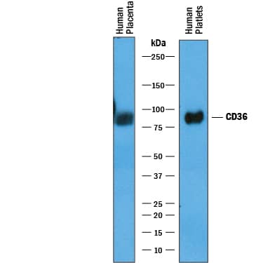 Western blot shows lysates of human placenta tissue and human platelets. PVDF membrane was probed with 1 µg/mL of Goat Anti-Human CD36/SR-B3 Antigen Affinity-purified Polyclonal Antibody (Catalog # AF1955) followed by HRP-conjugated Anti-Goat IgG Secondary Antibody (Catalog # HAF019). A specific band was detected for CD36/SR-B3 at approximately 85-90 kDa (as indicated). This experiment was conducted under reducing conditions and using Immunoblot Buffer Group 1.