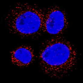 CD36/SR-B3 was detected in immersion fixed U937 human histiocytic lymphoma cell line using Rat Anti-Human CD36/SR-B3 Monoclonal Antibody (Catalog # MAB19551) at 8 µg/mL for 3 hours at room temperature. Cells were stained using the NorthernLights™ 557-conjugated Anti-Rat IgG Secondary Antibody (red; Catalog # NL013) and counterstained with DAPI (blue). Specific staining was localized to cytoplasm. View our protocol for Fluorescent ICC Staining of Non-adherent Cells.