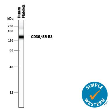 Simple Western lane view shows lysates of human platelets, loaded at 0.5 mg/mL. A specific band was detected for CD36/SR‑B3 at approximately 138 kDa (as indicated) using 10 µg/mL of Mouse Anti-Human CD36/SR‑B3 Monoclonal Antibody (Catalog # MAB19552) . This experiment was conducted under reducing conditions and using the 12-230 kDa separation system.