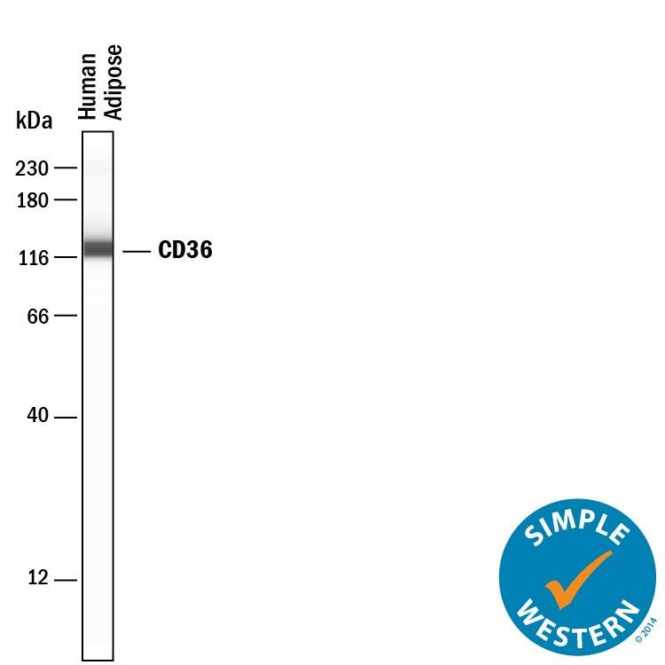 Simple Western lane view shows lysates of human adipose tissue, loaded at 0.2 mg/mL. A specific band was detected for CD36/SR‑B3 at approximately 125 kDa (as indicated) using 50 µg/mL of Mouse Anti-Human CD36/SR‑B3 Monoclonal Antibody (Catalog # MAB19552) . This experiment was conducted under reducing conditions and using the 12-230 kDa separation system.