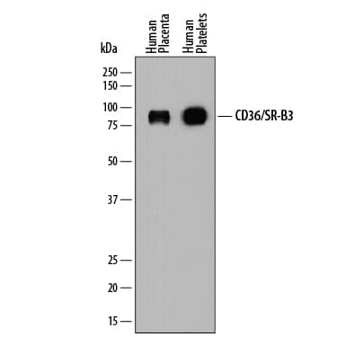 Western blot shows lysates of human placenta tissue and human platelets. PVDF membrane was probed with 1 µg/mL of Mouse Anti-Human CD36/SR-B3 Mono-clonal Antibody (Catalog # MAB19552) followed by HRP-conjugated Anti-Mouse IgG Secondary Antibody (Catalog # HAF018). A specific band was detected for CD36/SR-B3 at approximately 85-90 kDa (as indicated). This experiment was conducted under reducing conditions and using Immunoblot Buffer Group 1.
