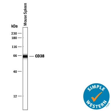 Simple Western CD38 Antibody [Unconjugated]