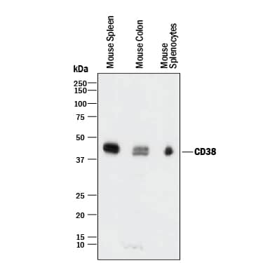 Western Blot CD38 Antibody [Unconjugated]