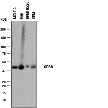Western blot shows lysates of MOLT-4 human acute lymphoblastic leukemia cell line, Raji human Burkitt's lymphoma cell line, RPMI 8226 human multiple myeloma cell line, and CEM human T-lymphoblastoid cell line. PVDF membrane was probed with 2 µg/mL of Mouse Anti-Human CD38 Monoclonal Antibody (Catalog # MAB24041) followed by HRP-conjugated Anti-Mouse IgG Secondary Antibody (HAF018). A specific and diffuse band was detected for CD38 at approximately 45 kDa (as indicated). This experiment was conducted under reducing conditions and using Immunoblot Buffer Group 1.