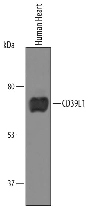 Western Blot CD39L1/ENTPD2 Antibody