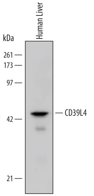 Western blot shows lysates of human liver tissue. PVDF Membrane was probed with 0.5 µg/mL of Human CD39L4/ENTPD5 Antigen Affinity-purified Polyclonal Antibody (Catalog # AF5297) followed by HRP-conjugated Anti-Goat IgG Secondary Antibody (Catalog # HAF109). A specific band was detected for CD39L4/ENTPD5 at approximately 48 kDa (as indicated). This experiment was conducted under reducing conditions and using Immunoblot Buffer Group 1.