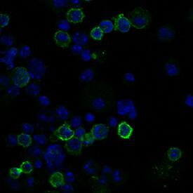 CD3 was detected and stained in immersion fixed adult mouse splenocytes using Rat Anti-Mouse CD3 Alexa Fluor® 488‑conjugated Monoclonal Antibody (green; Catalog # FAB4841G) at 5 µg/mL for 3 hours at room temperature. Cells were counterstained with DAPI (blue). Specific staining was localized to cell surfaces. View our protocol for Fluorescent ICC Staining of Non-adherent Cells.