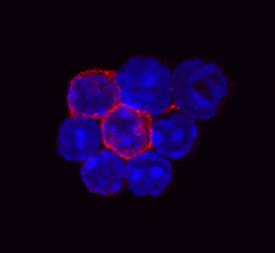 CD3 was detected in immersion fixed mouse splenocytes using Rat Anti-Mouse CD3 Alexa Fluor® 594‑conjugated Monoclonal Antibody (red; Catalog # FAB4841T) at 10 µg/mL for 3 hours at room temperature. Cells were counterstained with DAPI (blue). Specific staining was localized to cell surfaces and cytoplasm. View our protocol for Fluorescent ICC Staining of Non-adherent Cells.
