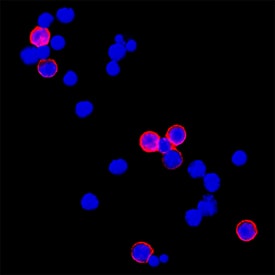 CD3 was detected in immersion fixed mouse splenocytes using Rat Anti-Mouse CD3 Monoclonal Antibody (Catalog # MAB4841) at 3 µg/mL for 3 hours at room temperature. Cells were stained using the NorthernLights™ 557-conjugated Anti-Rat IgG Secondary Antibody (red; NL013) and counterstained with DAPI (blue). Specific staining was localized to plasma membrane. View our protocol for Fluorescent ICC Staining of Non-adherent Cells.