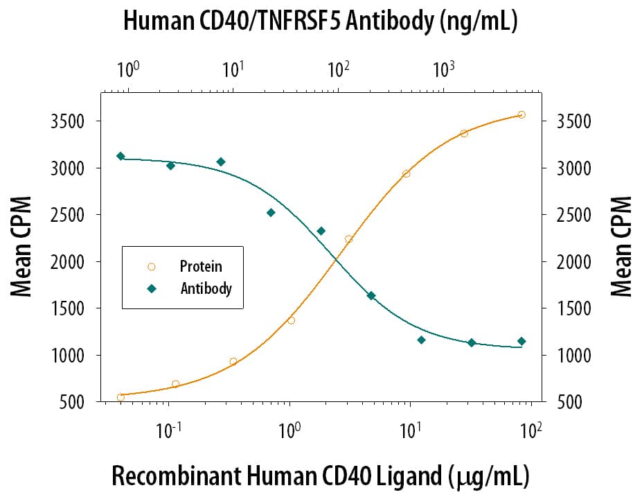 In the presence of Recombinant Human IL-4 (Catalog # 204-IL), Recombinant Human CD40 Ligand/TNFSF5 (Catalog # 6245-CL) stimulates proliferation in human B cell enriched peripheral blood mononuclear cells (PBMC) in a dose-dependent manner (orange line). Proliferation elicited by Recombinant Human CD40 Ligand/TNFSF5 (10 µg/mL) is neutralized (green line) by increasing concentrations of Human CD40/TNFRSF5 Monoclonal Antibody (Catalog # MAB6322). At 5 µg/mL, this anti-hCD40 antibody will neutralize approximately 80% of Recombinant Human CD40 Ligand/TNFSF5 -induced proliferation in the presence of Recombinant Human IL-4 (20 ng/mL).