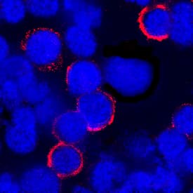 CD43 was detected in immersion fixed human peripheral blood mononuclear cells (PBMCs) using Mouse Anti-Human CD43 Monoclonal Antibody (Catalog # MAB2038) at 25 µg/mL for 3 hours at room temperature. Cells were stained using the NorthernLights™ 557-conjugated Anti-Mouse IgG Secondary Antibody (red; Catalog # NL007) and counterstained with DAPI (blue). Specific staining was localized to plasma membrane. View our protocol for Fluorescent ICC Staining of Cells on Coverslips.