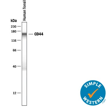 Simple Western lane view shows lysates of human tonsil tissue, loaded at 0.2 mg/mL. A specific band was detected for CD44 at approximately 153 kDa (as indicated) using 10 µg/mL of Sheep Anti-Human CD44 Antigen Affinity-purified Polyclonal Antibody (Catalog # AF3660) followed by 1:50 dilution of HRP-conjugated Anti-Sheep IgG Secondary Antibody (Catalog # HAF016). This experiment was conducted under reducing conditions and using the 12-230 kDa separation system.