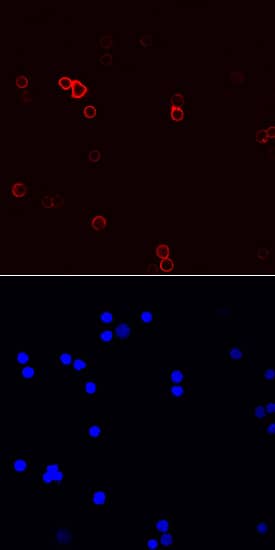 CD44 was detected in immersion fixed mouse splenocytes using Sheep Anti-Mouse/Rat/Porcine/Equine CD44 Antigen Affinity-purified Polyclonal Antibody (Catalog # AF6127) at 10 µg/mL for 3 hours at room temperature. Cells were stained using the NorthernLights™ 557-conjugated Anti-Sheep IgG Secondary Antibody (red, upper panel; Catalog # NL010) and counterstained with DAPI (blue, lower panel). Specific staining was localized to cell surfaces. View our protocol for Fluorescent ICC Staining of Non-adherent Cells.