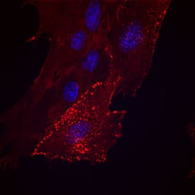 CD44 was detected in immersion fixed porcine mesenchymal stem cells using Sheep Anti-Mouse/Rat/Porcine/Equine CD44 Antigen Affinity-purified Polyclonal Antibody (Catalog # AF6127) at 10 µg/mL for 3 hours at room temperature. Cells were stained using the NorthernLights™ 557-conjugated Anti-Sheep IgG Secondary Antibody (red; Catalog # NL010) and counterstained with DAPI (blue). Specific staining was localized to cell surfaces. View our protocol for Fluorescent ICC Staining of Stem Cells on Coverslips.