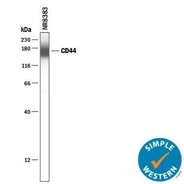 Simple Western lane view shows lysates of NR8383 rat alveolar macrophage cell line, loaded at 0.2 mg/mL. A specific band was detected for CD44 at approximately 169 kDa (as indicated) using 10 µg/mL of Sheep Anti-Mouse/Rat/Porcine/Equine CD44 Antigen Affinity-purified Polyclonal Antibody (Catalog # AF6127) followed by 1:50 dilution of HRP-conjugated Anti-Sheep IgG Secondary Antibody (Catalog # HAF016). This experiment was conducted under reducing conditions and using the 12-230 kDa separation system.