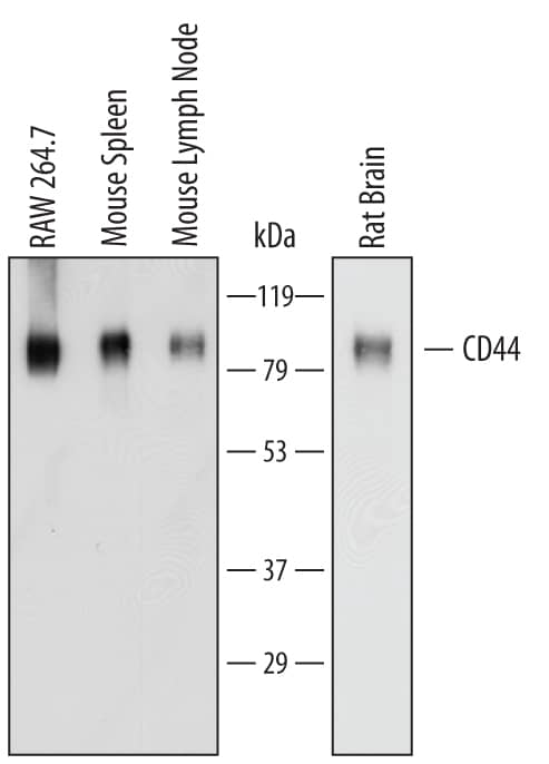 Western blot shows lysates of RAW 264.7 mouse monocyte/macrophage cell line, mouse spleen tissue, mouse lymph node tissue, and rat brain tissue. PVDF membrane was probed with 1 µg/mL of Sheep Anti-Mouse/Rat/Porcine/Equine CD44 Antigen Affinity-purified Polyclonal Antibody (Catalog # AF6127) followed by HRP-conjugated Anti-Sheep IgG Secondary Antibody (Catalog # HAF016). Specific bands were detected for CD44 at approximately 80 to 100 kDa (as indicated). This experiment was conducted under reducing conditions and using Immunoblot Buffer Group 1.