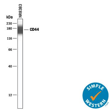 Simple Western lane view shows lysates of NR8383 rat alveolar macrophage cell line, loaded at 0.2 mg/mL. A specific band was detected for CD44 at approximately 169 kDa (as indicated) using 10 µg/mL of Sheep Anti-Rat CD44 Antigen Affinity-purified Polyclonal Antibody (Catalog # AF6577) followed by 1:50 dilution of HRP-conjugated Anti-Sheep IgG Secondary Antibody (Catalog # HAF016). This experiment was conducted under reducing conditions and using the 12-230 kDa separation system.