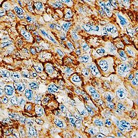 Immunohistochemistry CD44 Antibody (2C5) [Unconjugated] - s Pan Specific