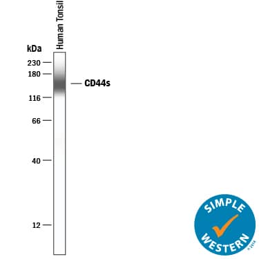 Simple Western CD44 Antibody (2C5) [Unconjugated] - s Pan Specific