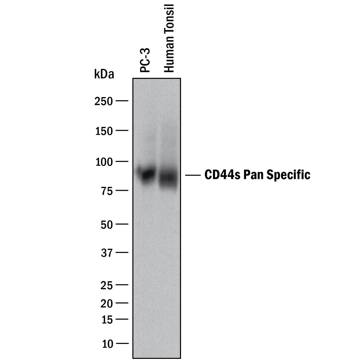 Western Blot CD44 Antibody (2C5) [Unconjugated] - s Pan Specific