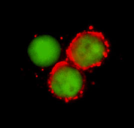CD44 was detected in immersion fixed human peripheral blood mononuclear cells (PBMCs) using 8 &micro;g/mL Mouse Anti-Human CD44 v3 Monoclonal Antibody (Catalog # BBA11) for 3 hours at room temperature. Cells were stained (red) and counterstained (green). View our protocol for Fluorescent ICC Staining of Non-adherent Cells.