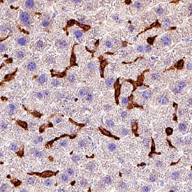 Immunohistochemistry CD45 Antibody [Unconjugated]