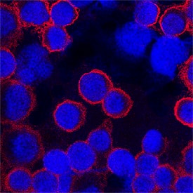 CD45 was detected in immersion fixed human peripheral blood mononuclear cells (PBMCs) using Mouse Anti-Human CD45 Biotinylated Monoclonal Antibody (Catalog # BAM1430) at 25 µg/mL for 3 hours at room temperature. Cells were stained using the NorthernLights™ 557-conjugated Streptavidin (red; Catalog # NL999) and counterstained with DAPI (blue). Specific staining was localized to plasma membrane. View our protocol for Fluorescent ICC Staining of Cells on Coverslips.