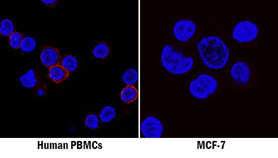 CD45 was detected in immersion fixed human peripheral blood mononuclear cells (PBMCs; positive staining, left panel) and MCF-7 human breast cancer cell line (negative staining, right panel) using Mouse Anti-Human CD45 Monoclonal Antibody (Catalog # MAB14301) at 8 µg/mL for 3 hours at room temperature. Cells were stained using the NorthernLights™ 557-conjugated Anti-Mouse IgG Secondary Antibody (red; Catalog # NL007) and counterstained with DAPI (blue). Specific staining was localized to cell surfaces. View our protocol for Fluorescent ICC Staining of Non-adherent Cells.