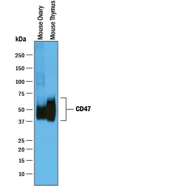 Western blot shows lysates of mouse ovary tissue and mouse thymus tissue. PVDF membrane was probed with 0.25 µg/mL of Goat Anti-Mouse/Rat CD47 N-terminal IgV-like Extracellular Domain Antigen Affinity-purified Polyclonal Antibody (Catalog # AF1866) followed by HRP-conjugated Anti-Goat IgG Secondary Antibody (HAF019). Specific bands were detected for CD47 at approximately 40-60 kDa (as indicated). This experiment was conducted under reducing conditions and using Immunoblot Buffer Group 1.